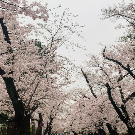 花見の季節です