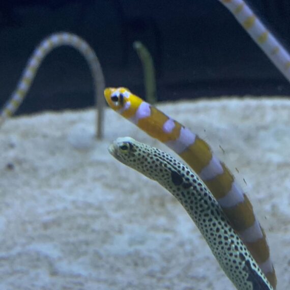 すみだ水族館