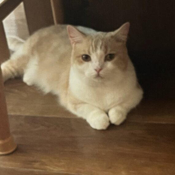 猫カフェ