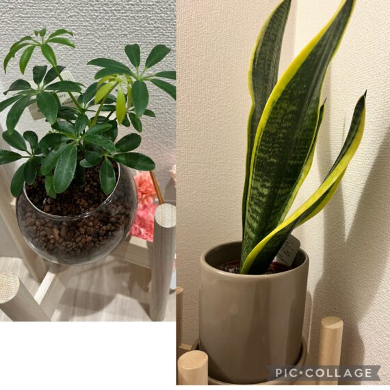 観葉植物のある暮らし
