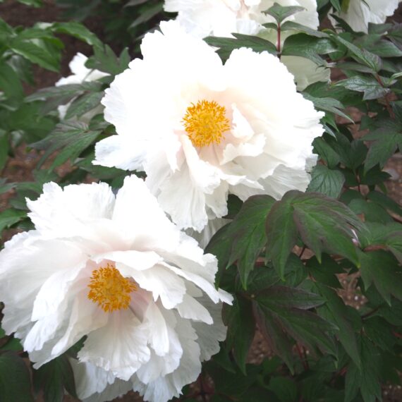 5月ですね